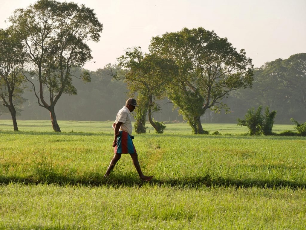 A rice farmer walking on the field in Sri Lanka near Dambulla