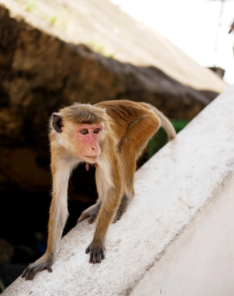 a monkey looking for food at cave temple dambulla sri lanka