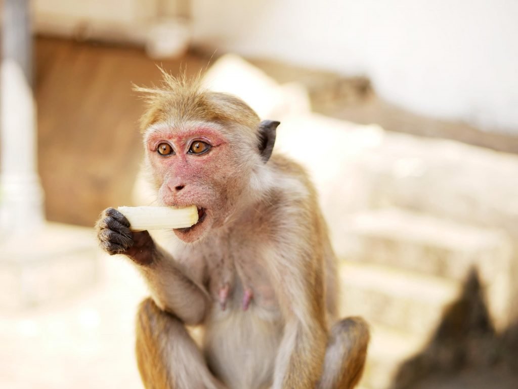 a monkey eating sugar cane at dambulla cave temple sri lanka