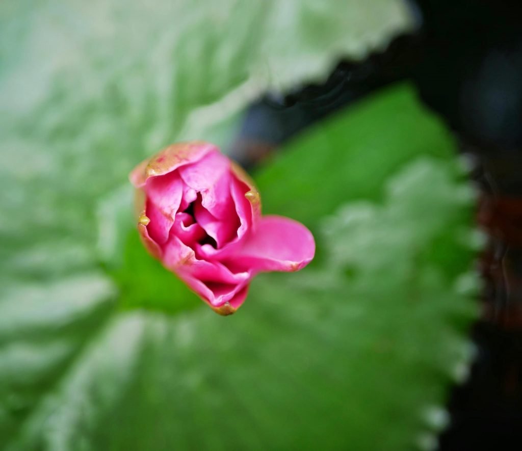 a lotus blossom near sigiriya rock sri lanka