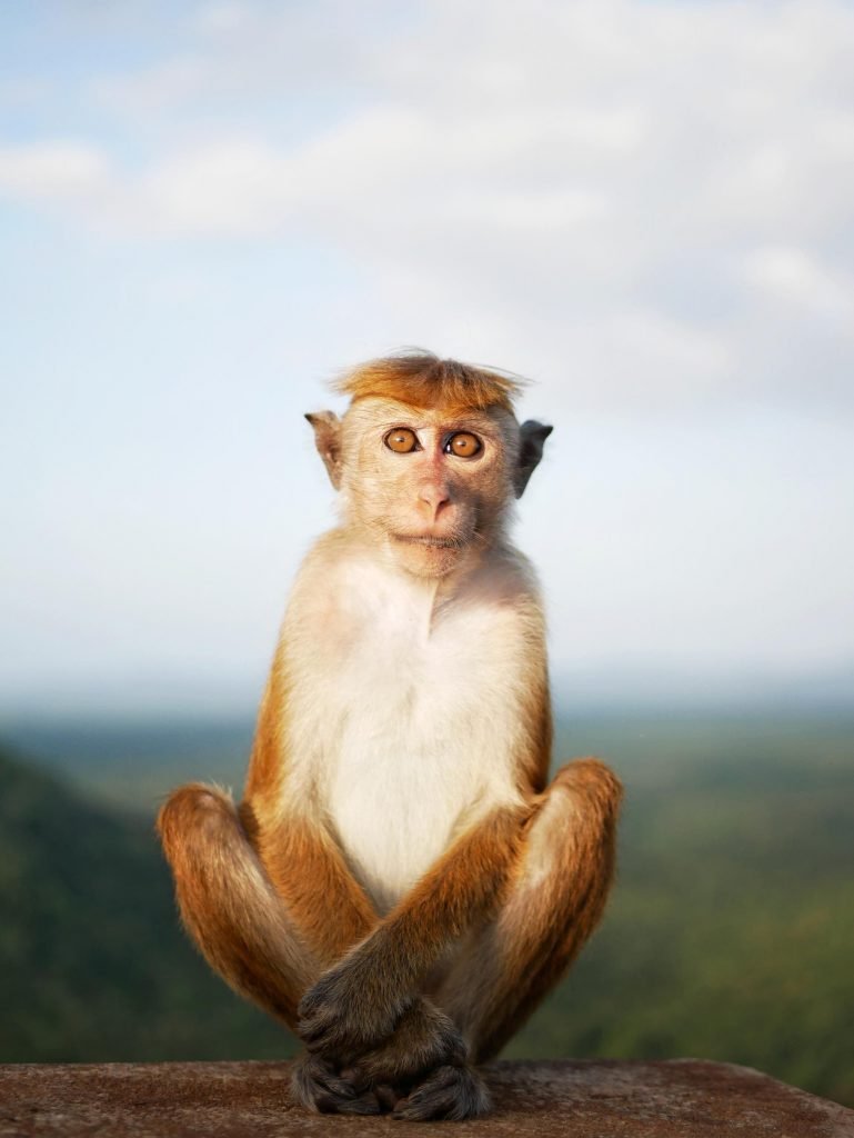Sri Lanka Photo Gallery with meditating monkey