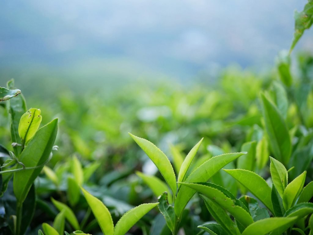 tea leaves sri lanka nuwara eliya