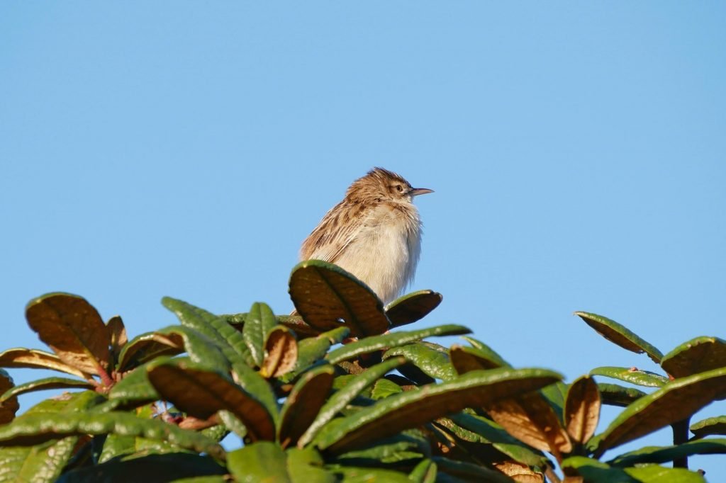 bird sitting on a tree at horton plains sri lanka