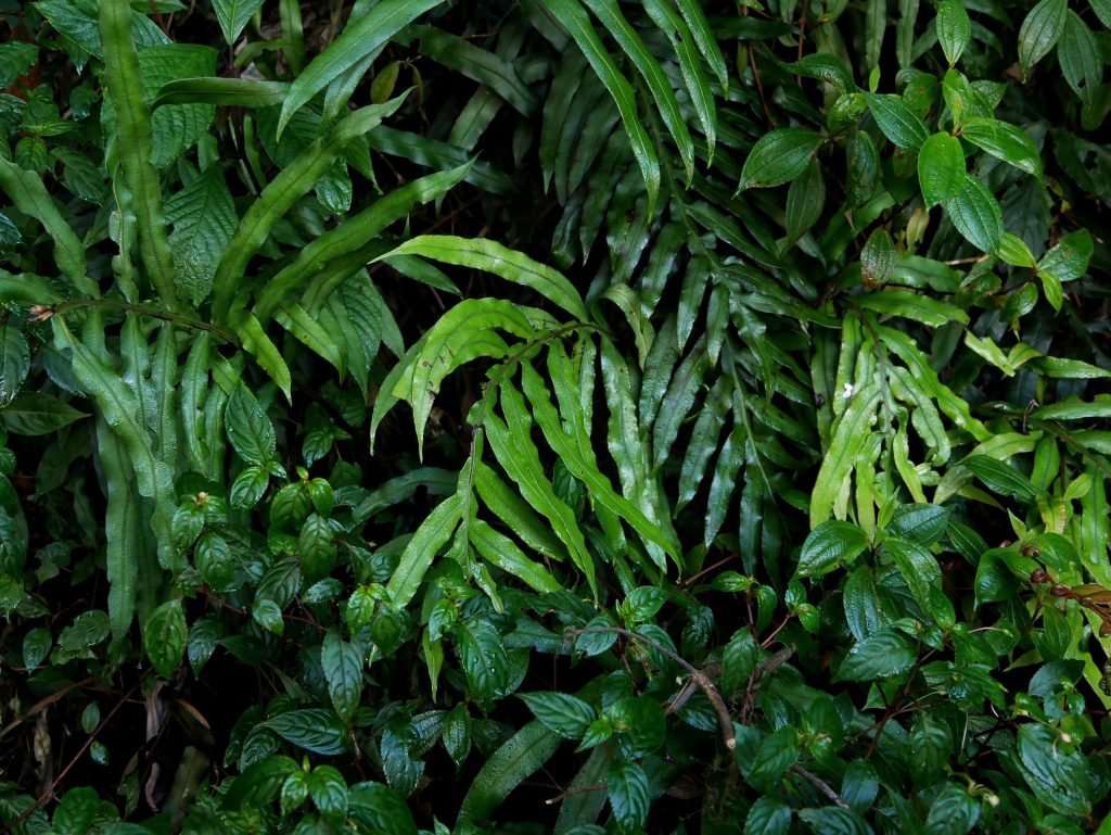 green jungle leaves at horton plains sri lanka
