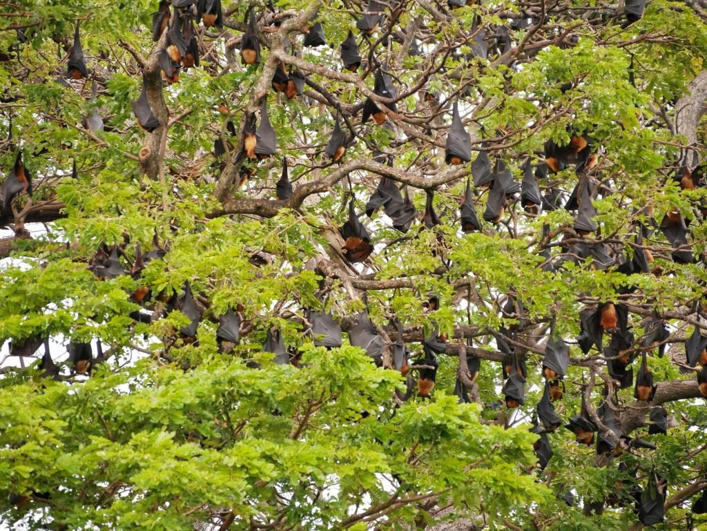 fruitbats hanging on a tree near yala national park sri lanka