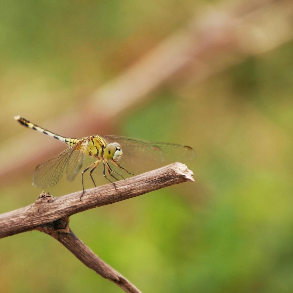 dragon fly in yala national park macro sri lanka