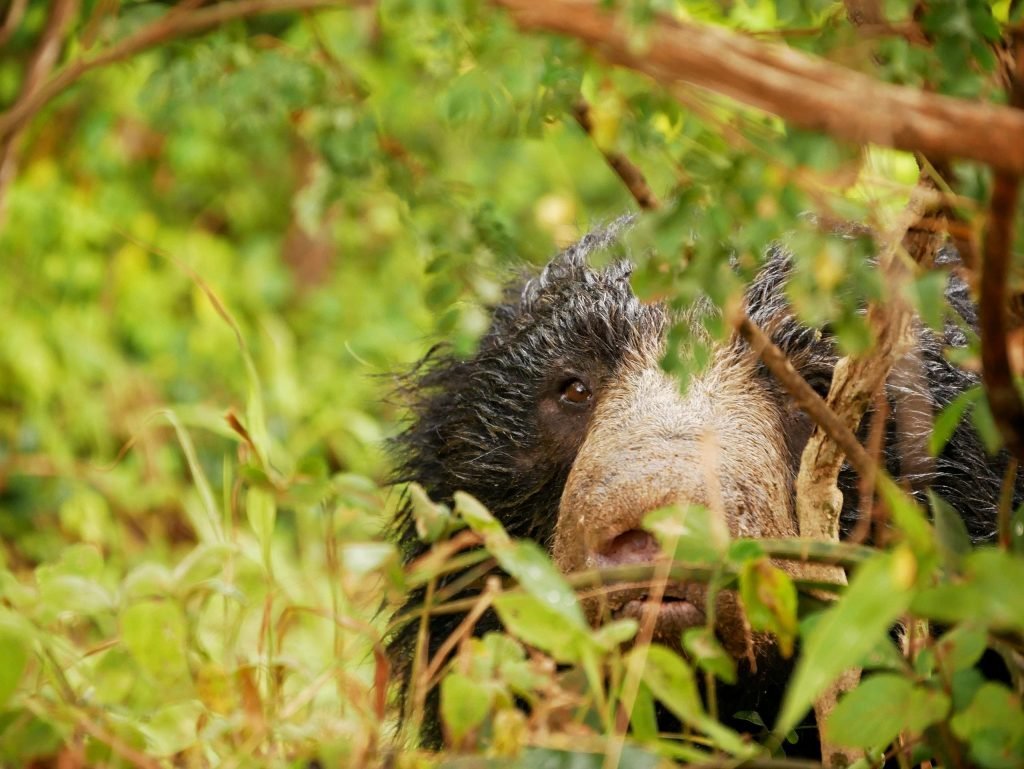 a sloth bear jungle bear head in yala national park sri lanka