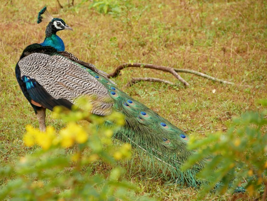 peacock yala national park sri lanka