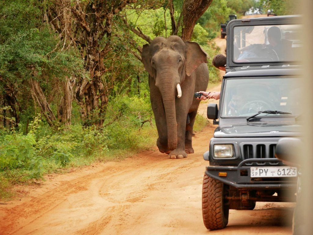 a male elephant walking to the trucks at yala national park