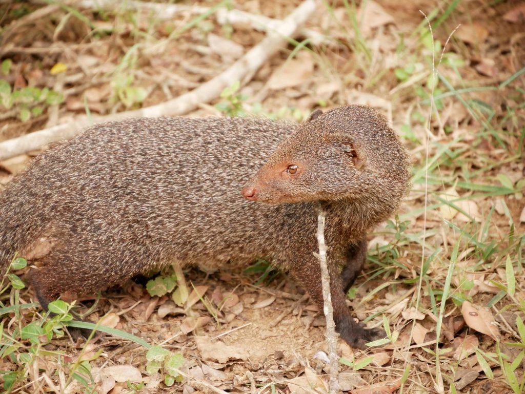 mongoose at yala national park sri lanka