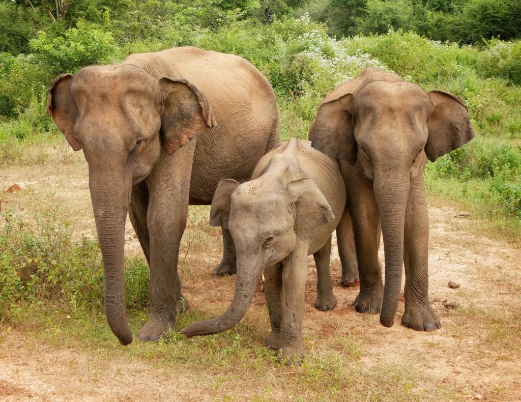 three elephants standing at Udawalawe National Park sri Lanka