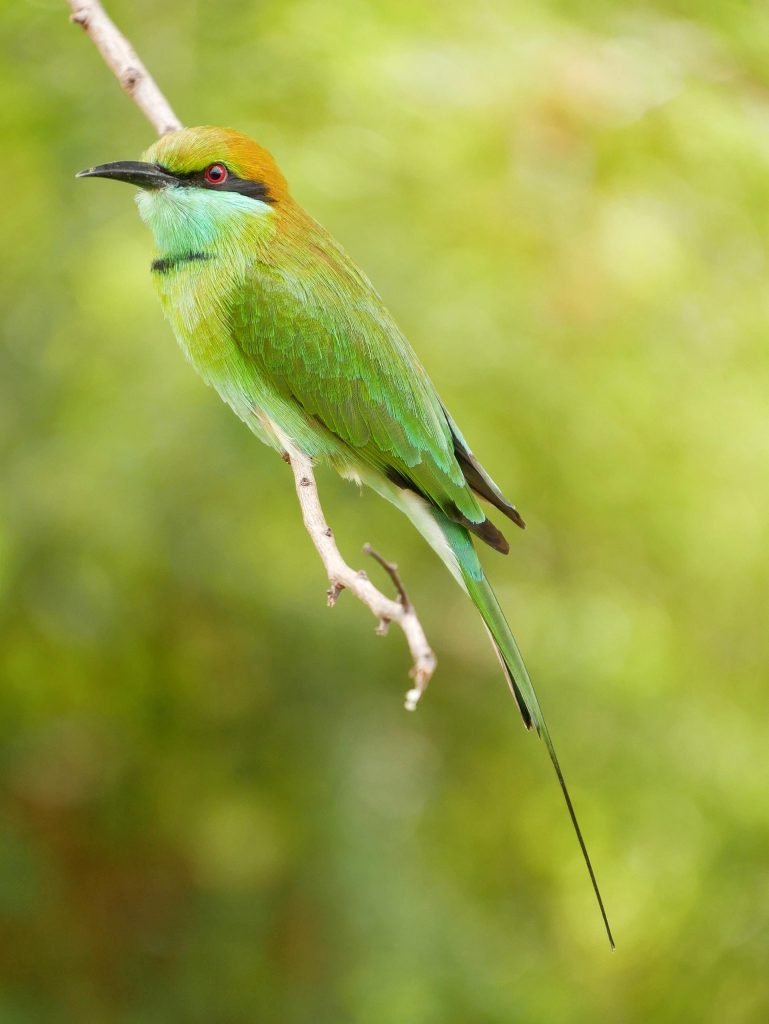 a color bee eater bird at Udawalawe National Park Sri Lanka