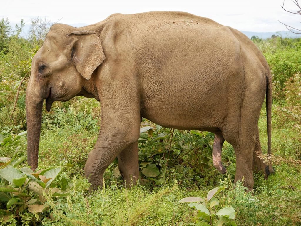 an elephant standing at Udawalawe National Park Sri Lanka