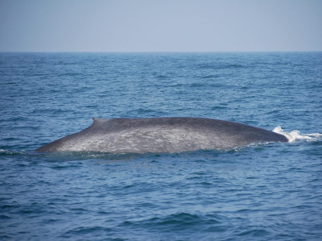 Back of a blue whale near Mirissa
