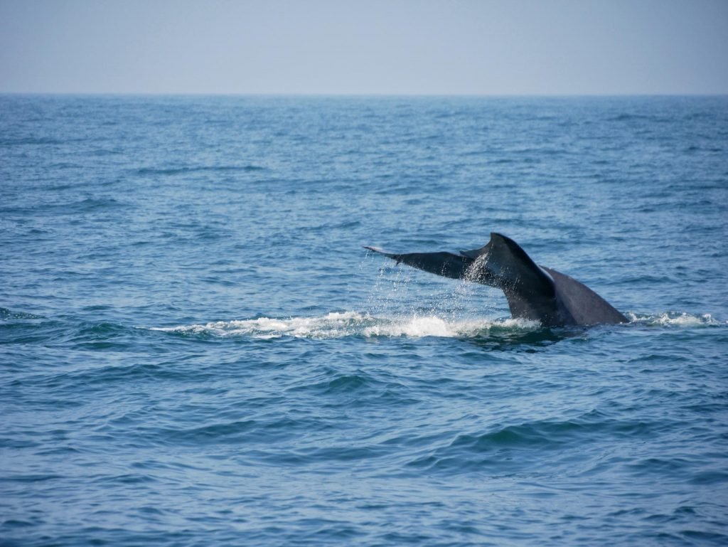 Tail of a dwarf blue whale in the sea near Mirissa Sri Lanka