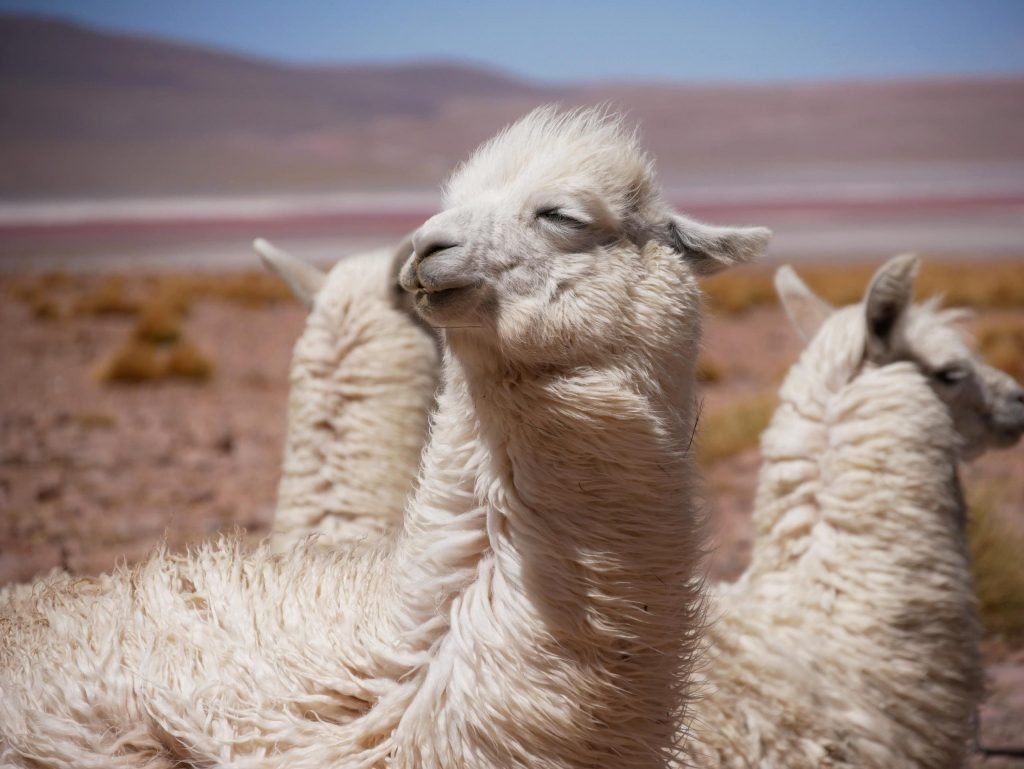 A lama enjoying the sun in atacama desert in Bolivia