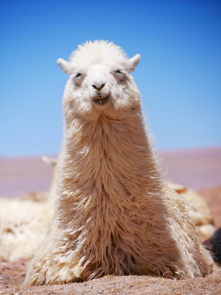 portrait of lama in atacama desert Bolivia