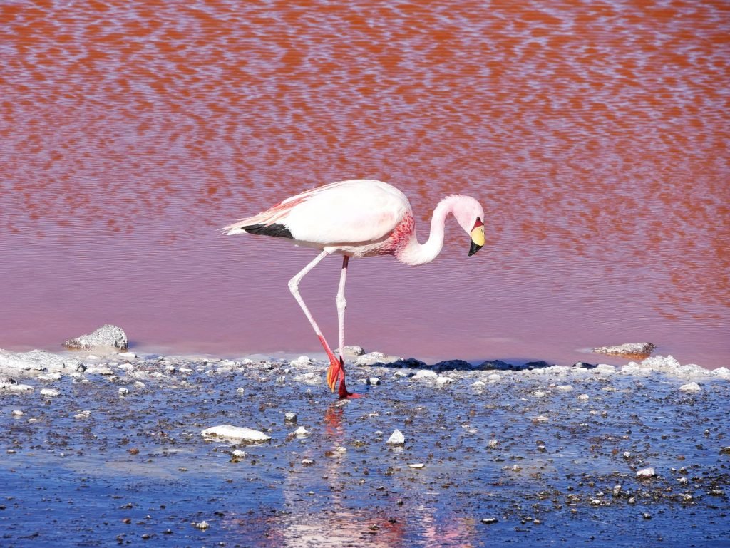 Jamin Vision documentary style photography blog flamingo at salt lake in Bolivia