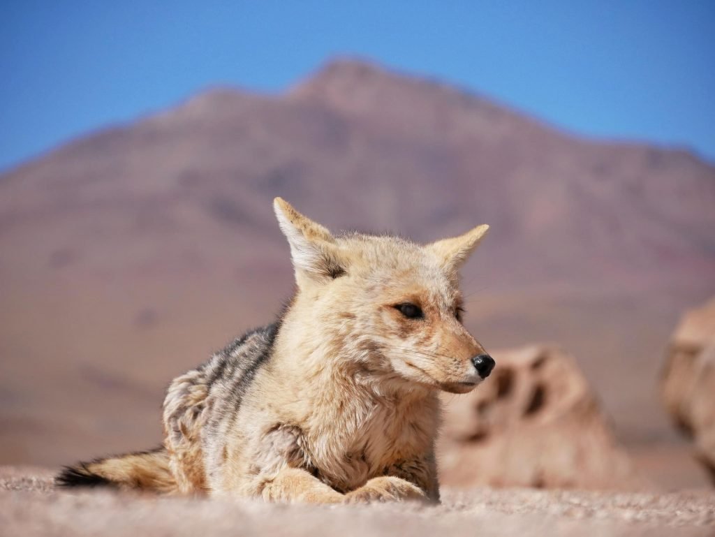 desert fox fennec posing for the camera in atacama desert Bolivia