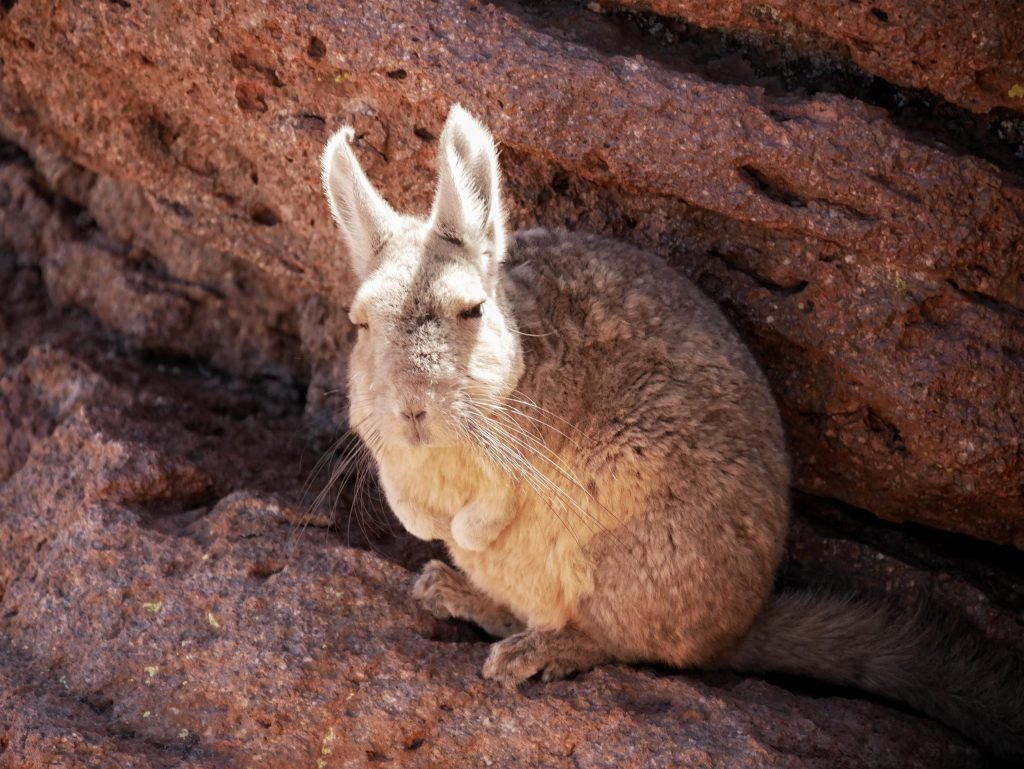 Viscacha bolivian mountain rabbit in atacama desert