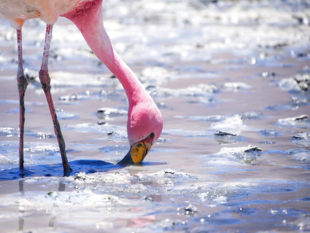 Close up of pink flamingo eating in salt lake in atacama desert Bolivia