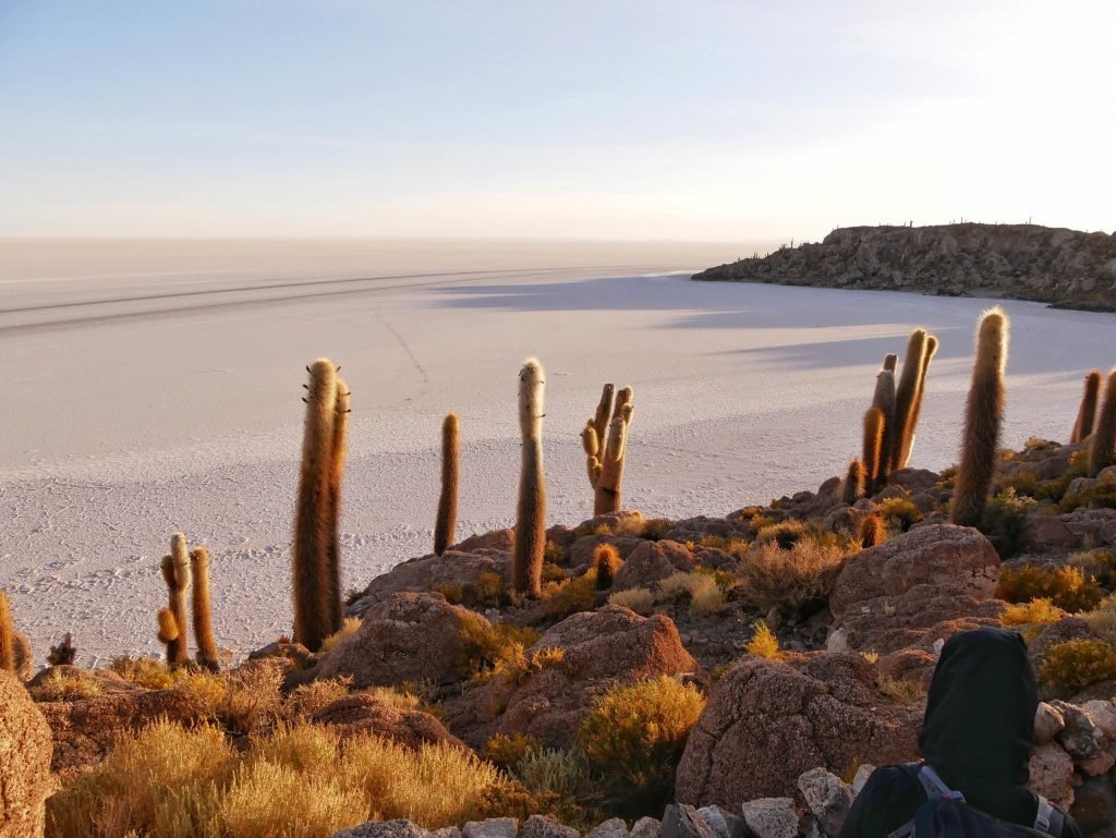 cactus view from fishers island over uyuni salt flats Bolivia