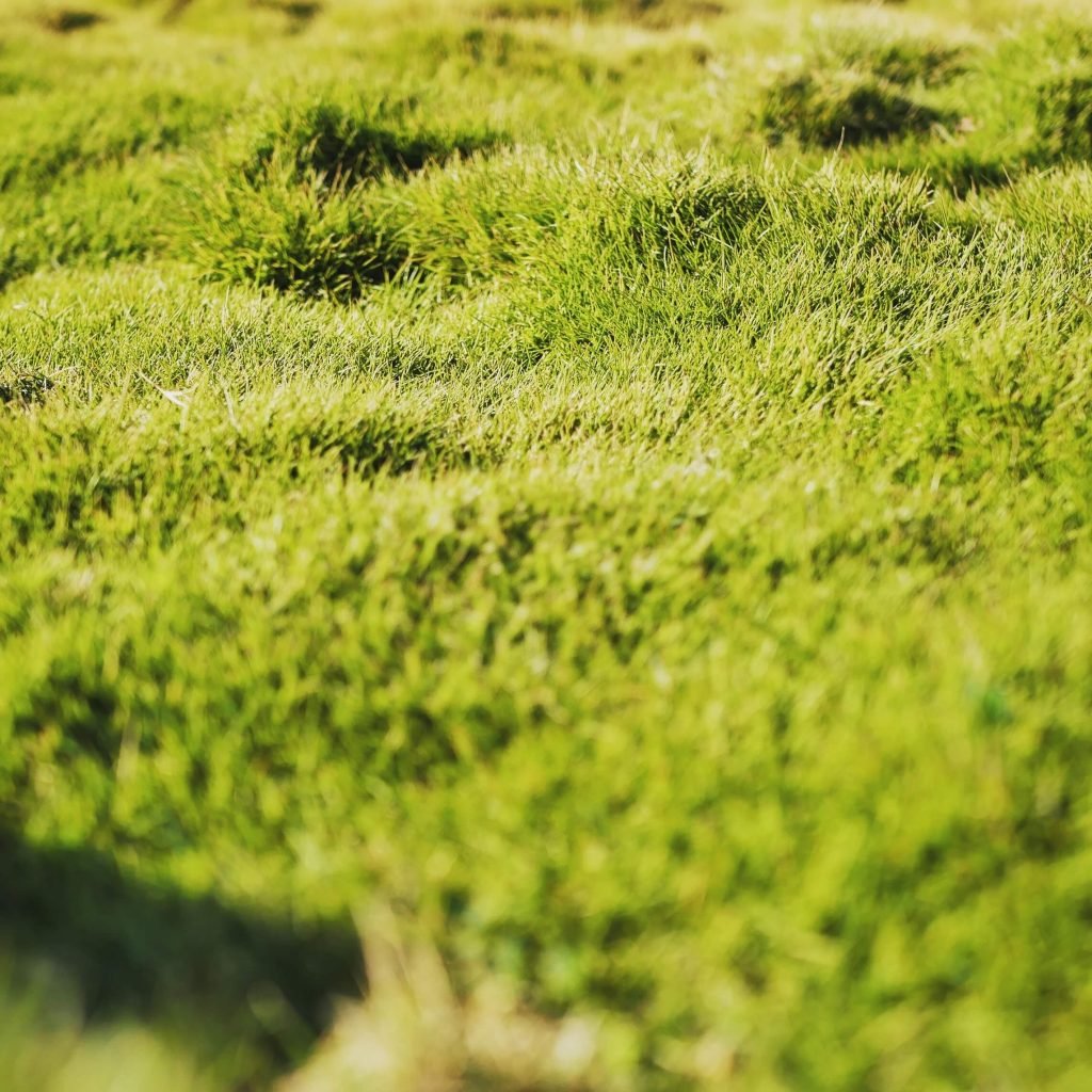 Green grass in Lisbon