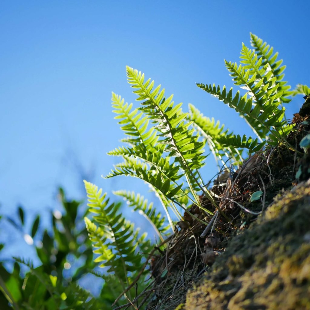 small fern in the sunlight with blue sky in Sintra, Portugal