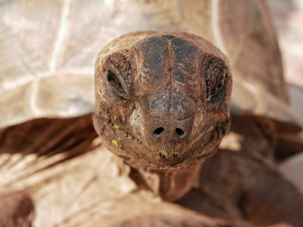 An old turtle on turtle islands next to Zanzibar
