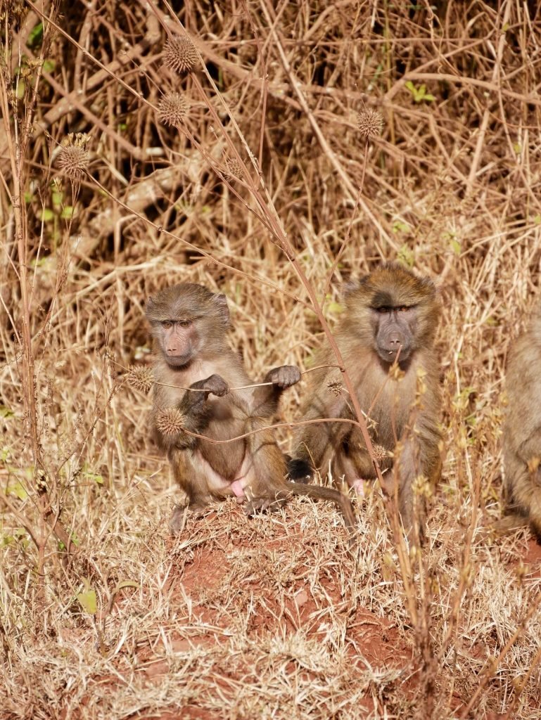 Two monkeys at Ngorongoro crater, Tanzania