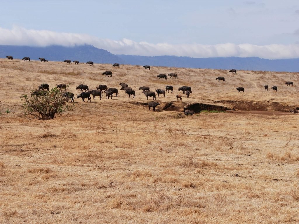 A herd of water buffalos at Ngorongoro crater