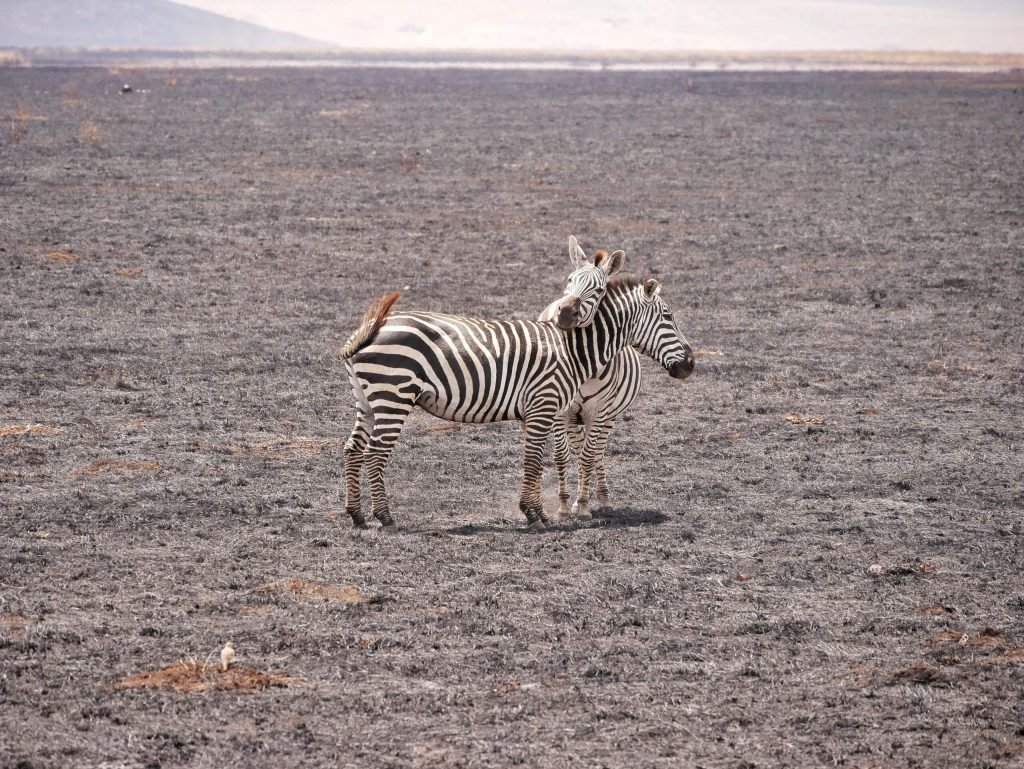 Two zebras standing on a burned field at Ngorongoro crater, Tanzania