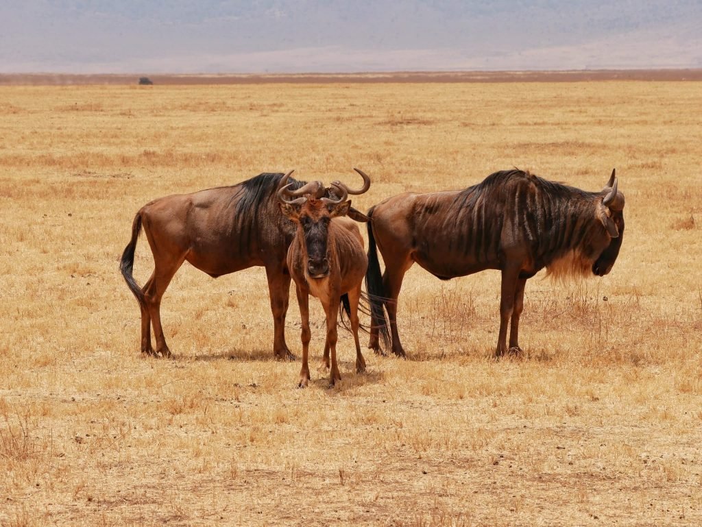 Three wildebeest at Ngorongoro crater