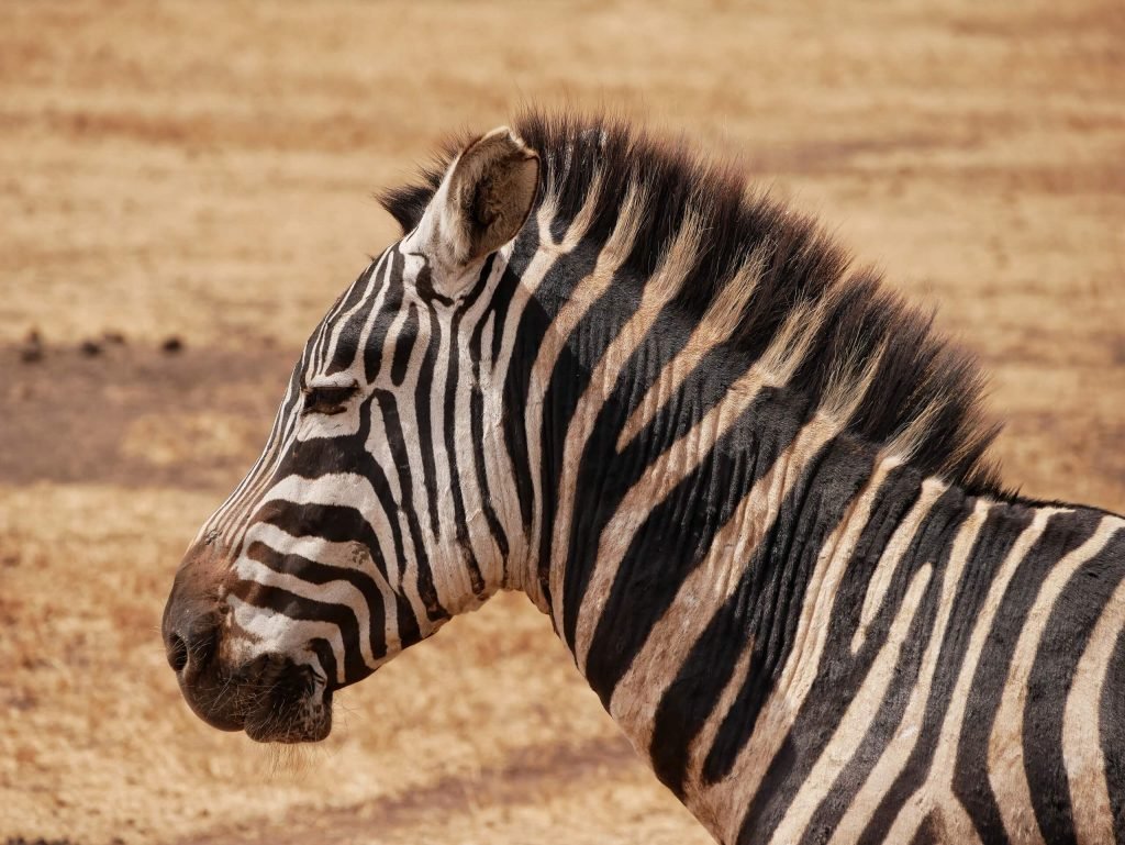 Close up of a zebra at Ngorongoro crater
