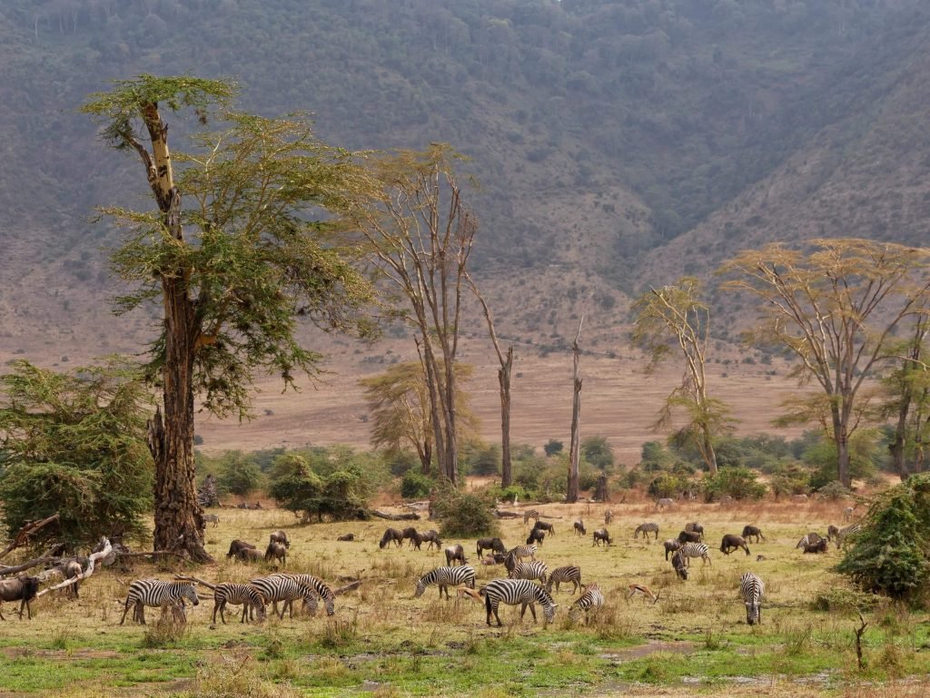 A lot of animals at Ngorongoro crater, Tanzania