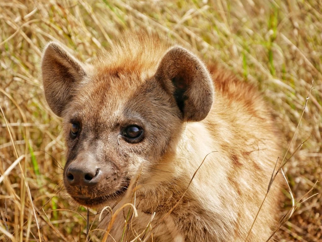 Hyena at Serengeti National park