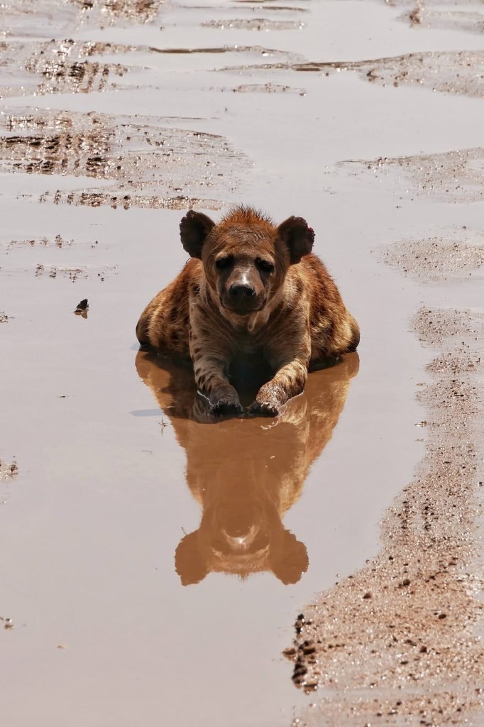 A hyena laying in a puddle at Serengeti National park
