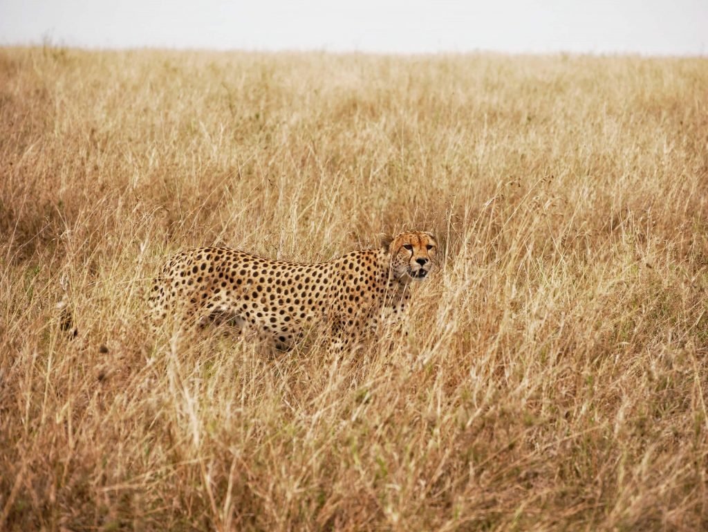 Cheetah hiding in the grass at Serengeti National park