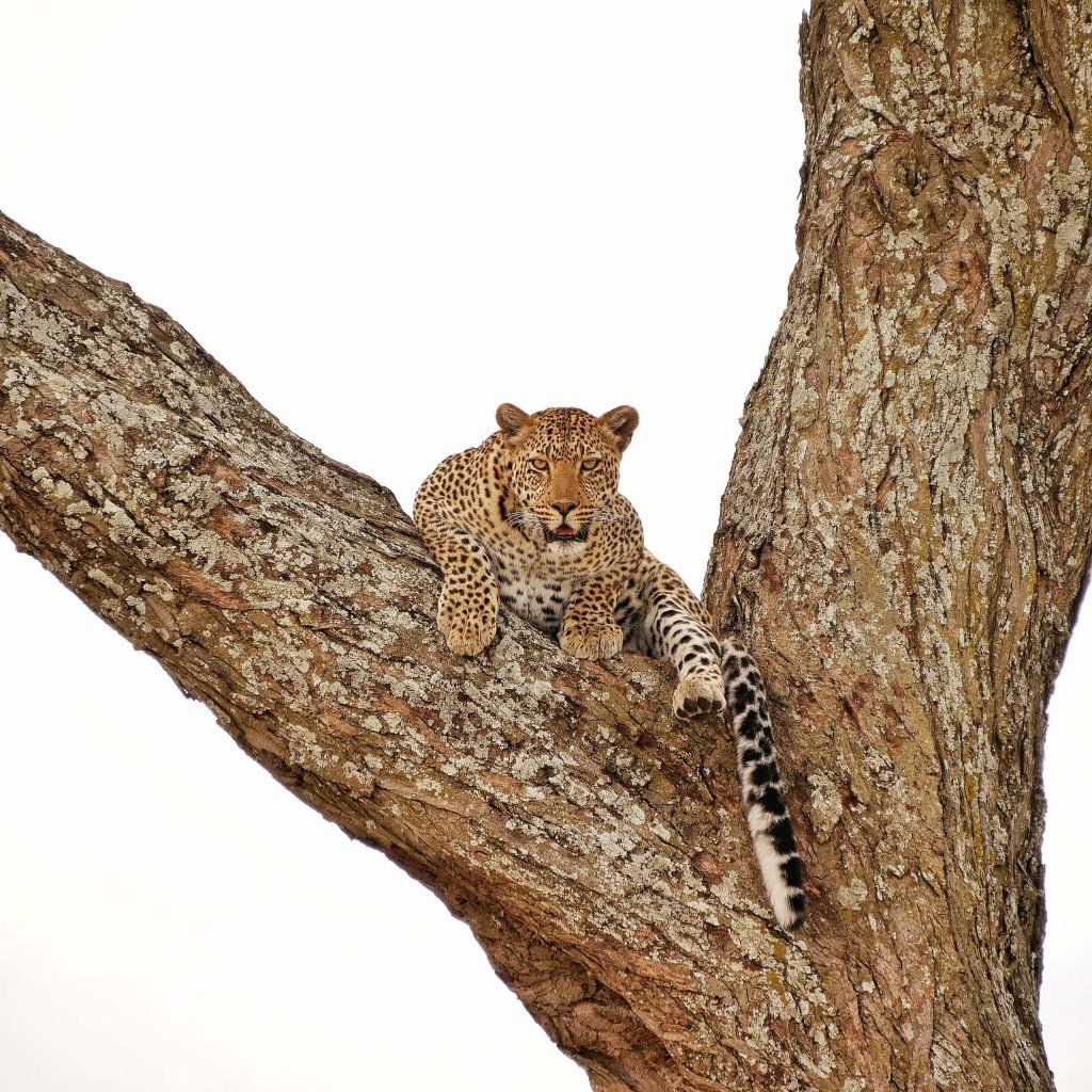 A leopard relaxing on a tree at Serengeti National park