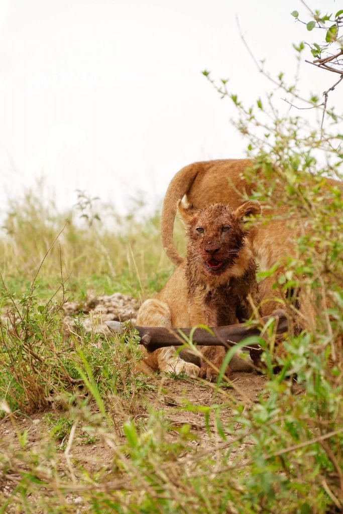 baby lion eating the leg of a freshly hunted wildebeest