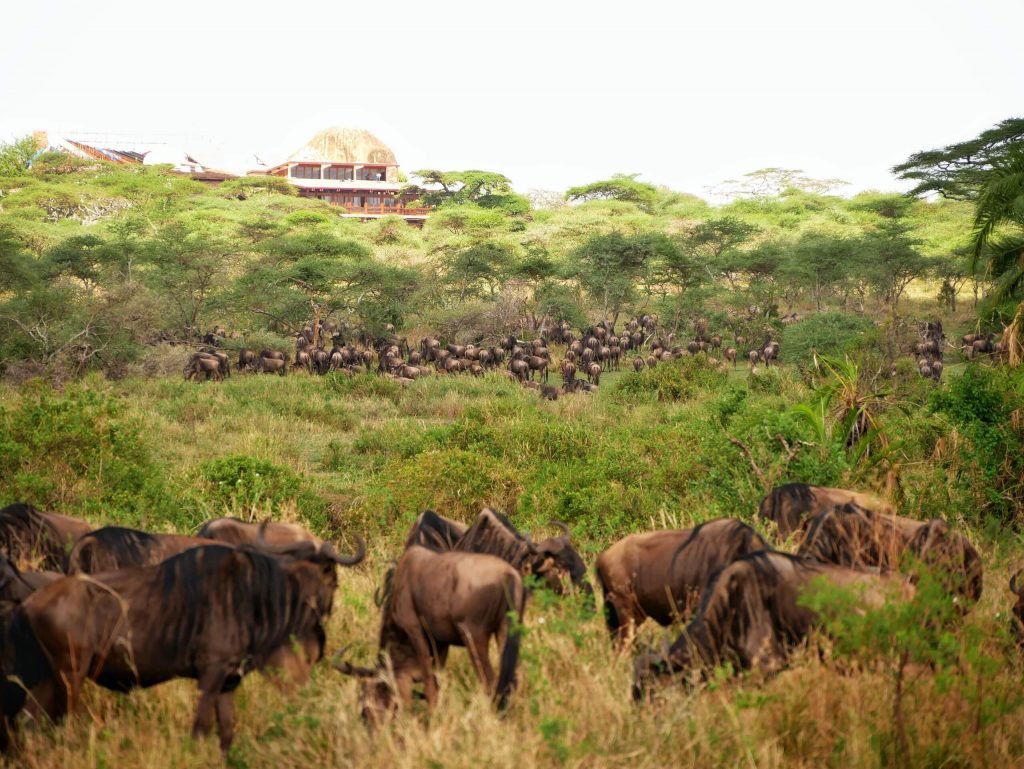 A house with a view of herds of wildebeests at Serengeti National park