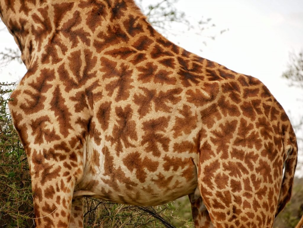 the pattern of an african giraffe at Serengeti National park