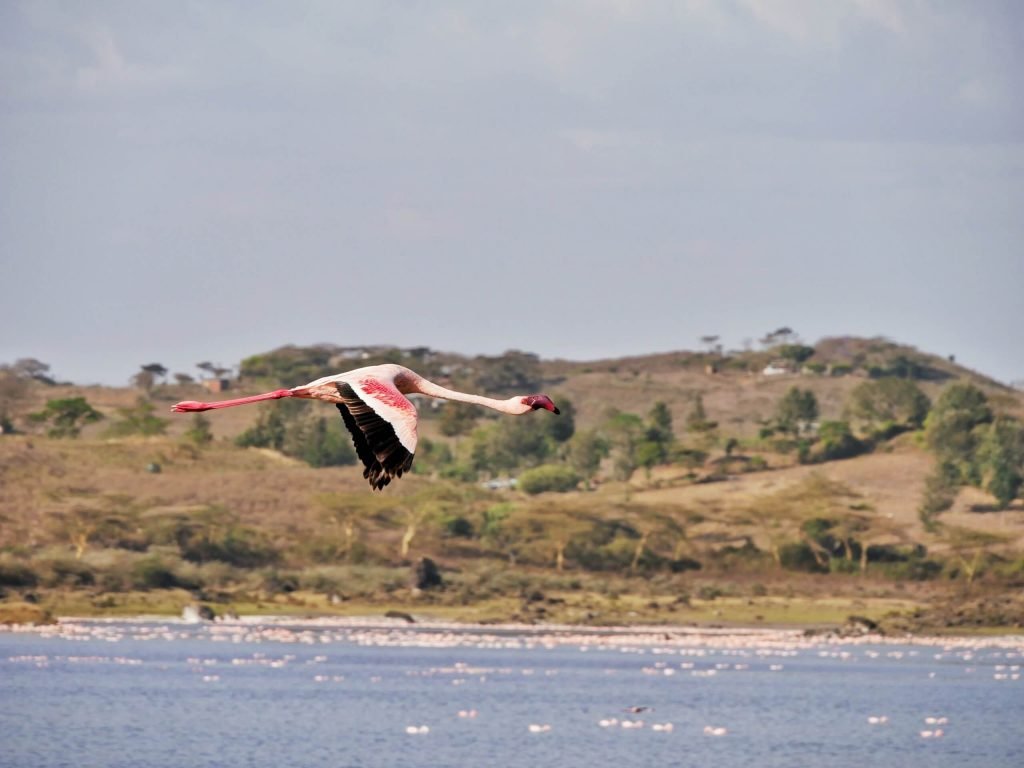 A flying flamingo over a lake in Tanzania