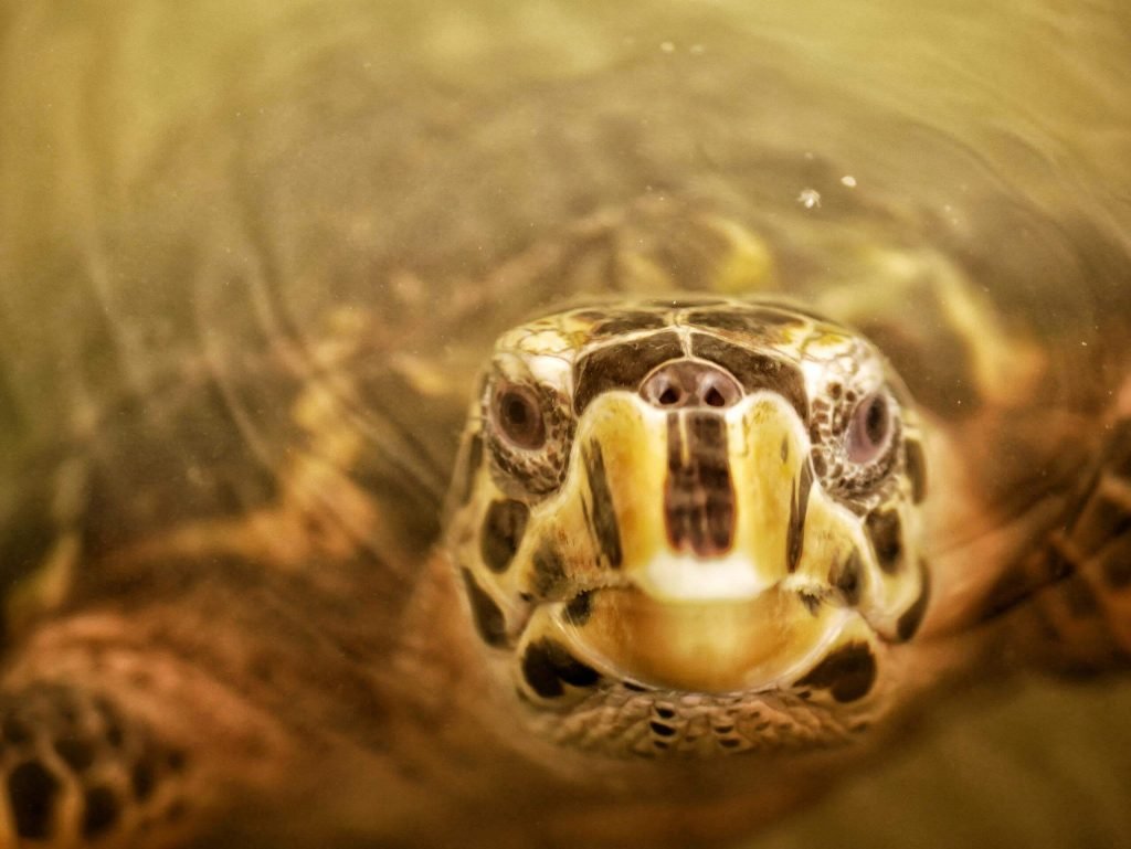 Turtle in Sri Lanka