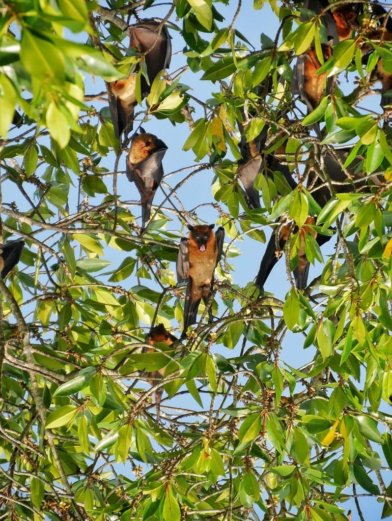 fruitbat showing tongue while hanging on the tree