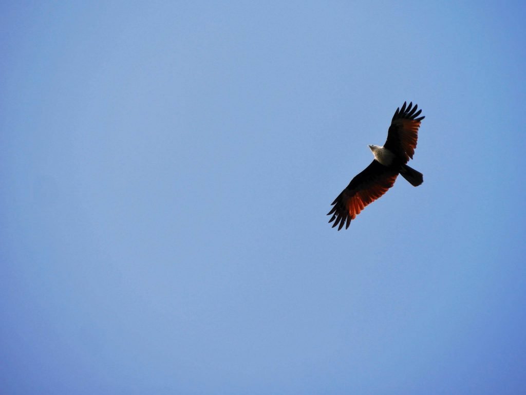 eagle flying in sri lanka