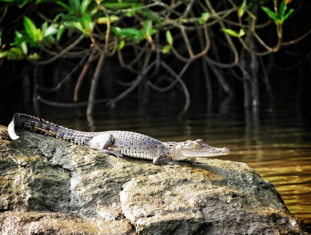 small crocodile sitting on a stone in the mangroves in sri lanka near bentota