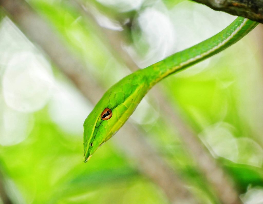 green snake in the trees mangroves sri lanka macro