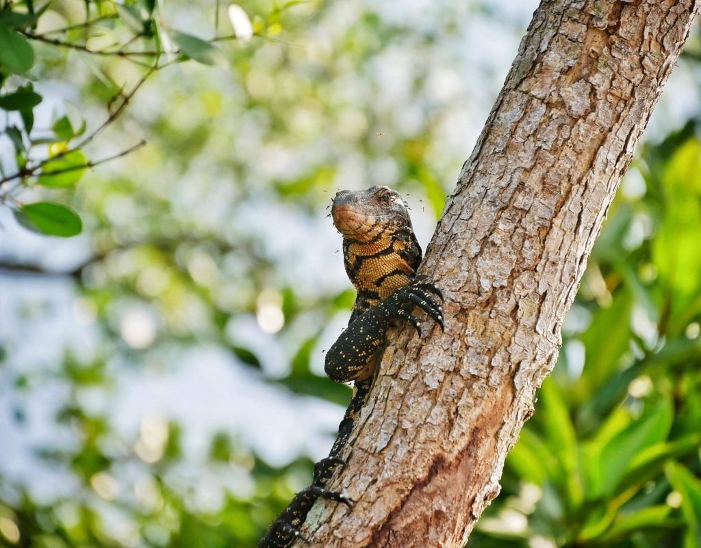 Land monitor climbing a branch surrounded my flies in the mangroves in sri lanka