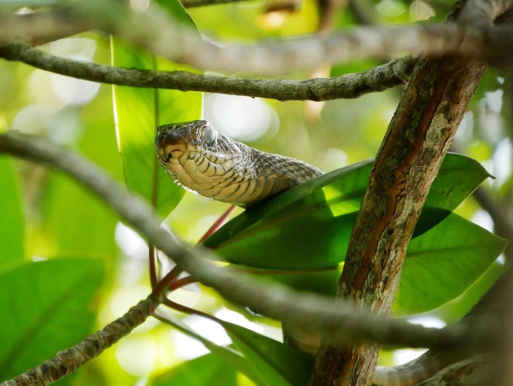 a snake in the trees in the mangroves in sri lanka